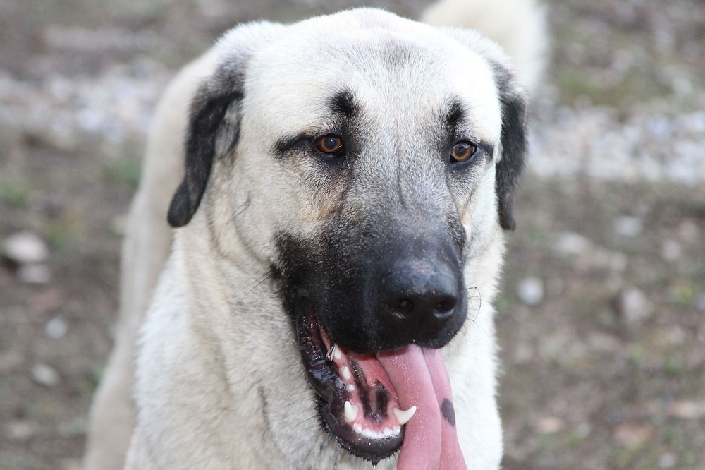 Kangal shepherd dog standing alert