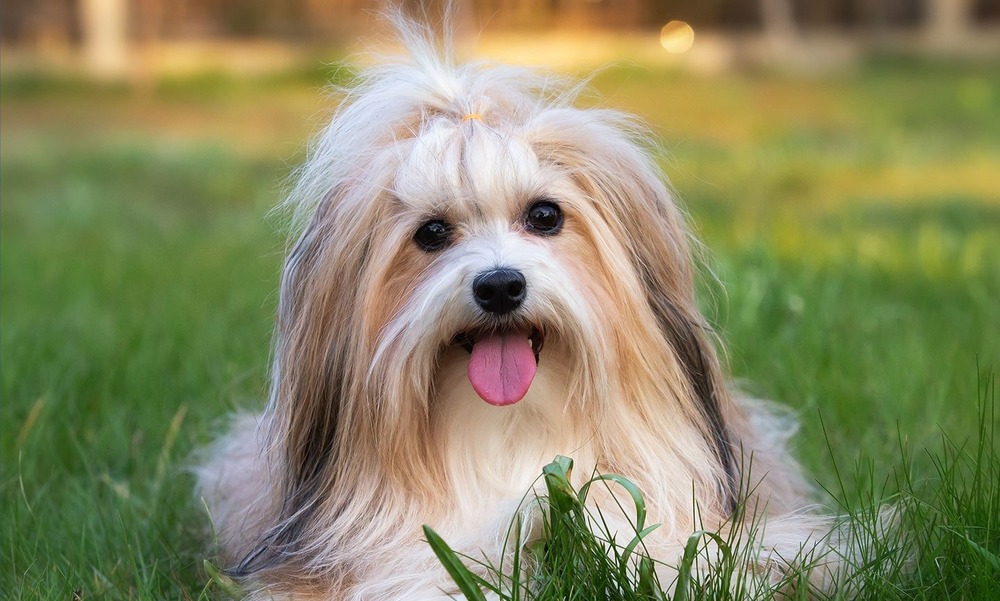 Havanese dog outdoors on grass