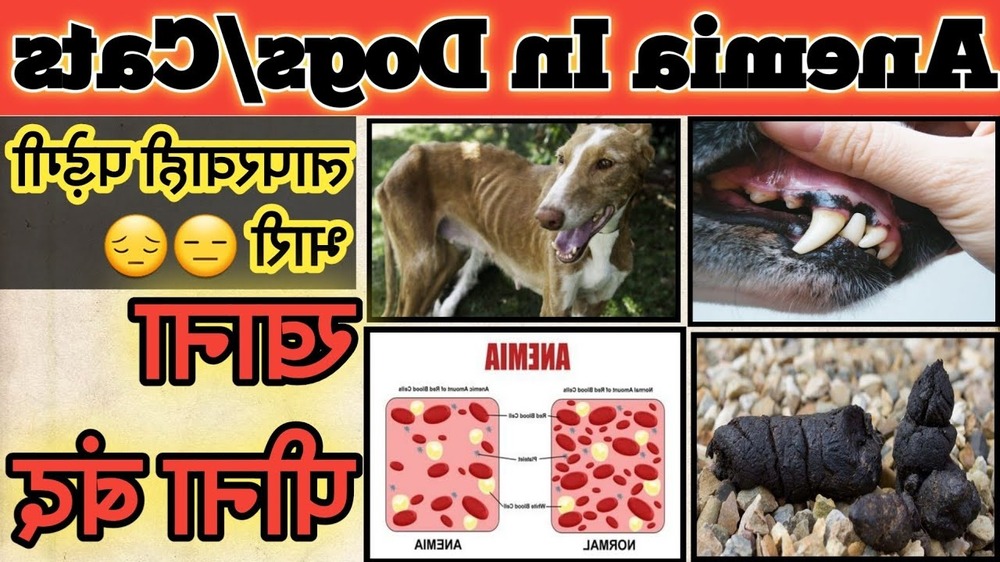 Dog eating from a bowl at home