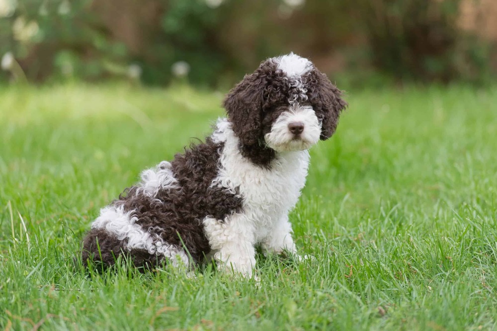 Spanish Water Dog portrait showing woolly curls and drop ears