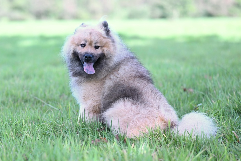 Maneto dog looking alert with ears relaxed