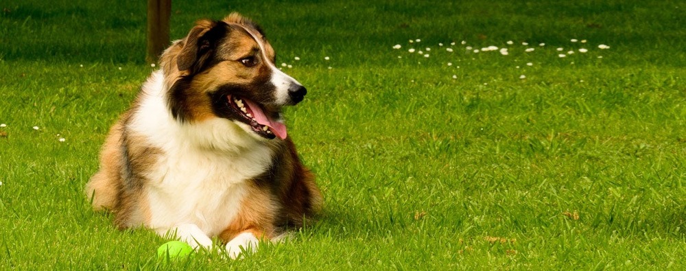 Welsh Sheepdog running in a field