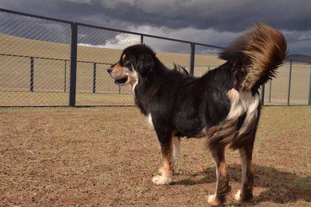 Close view of a Bankhar dog's head and coat