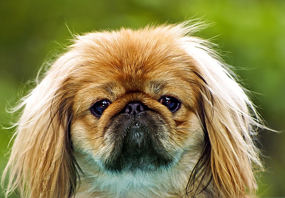 Pekingese sitting with long coat