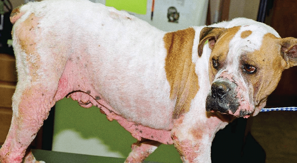 Dog nose and facial skin close-up