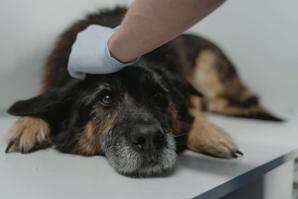 Owner checking a dog's gums gently