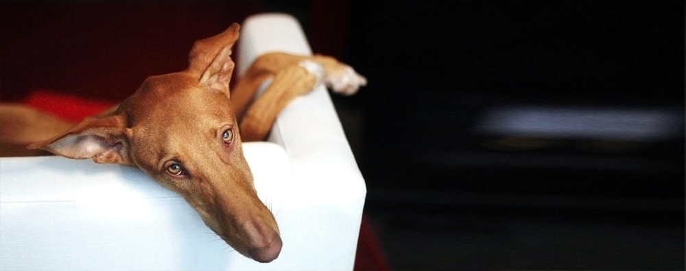 Close view of Podenco Canario face and short coat