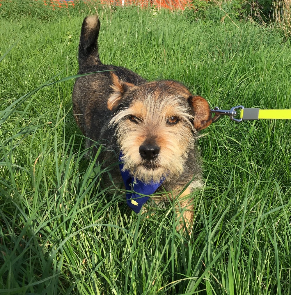Terrier sitting calmly on grass