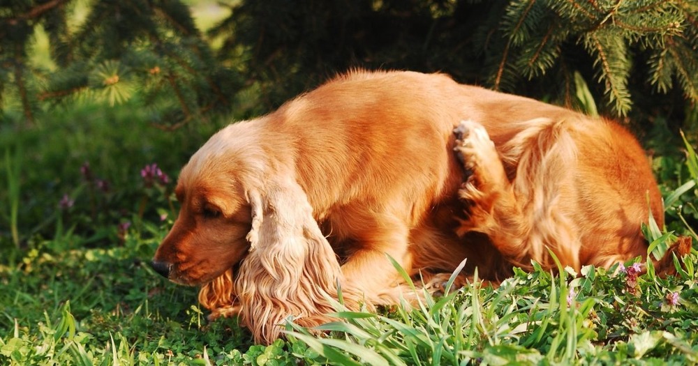 Veterinary exam of a dog on a clinic table