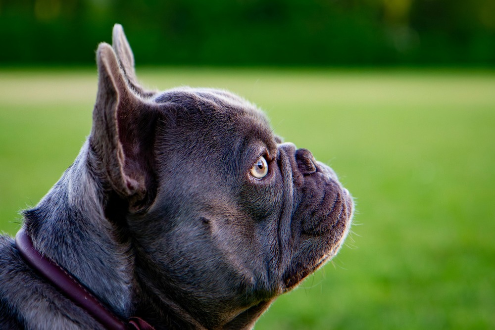 French tricolour hound in profile outdoors