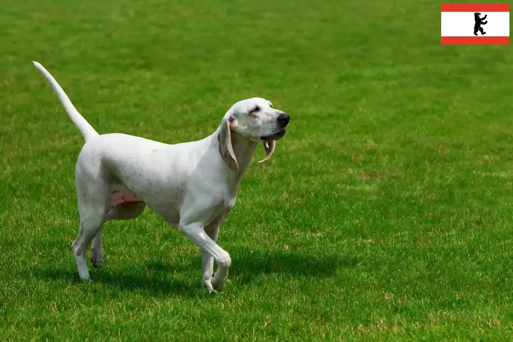 Billy dog sitting and watching