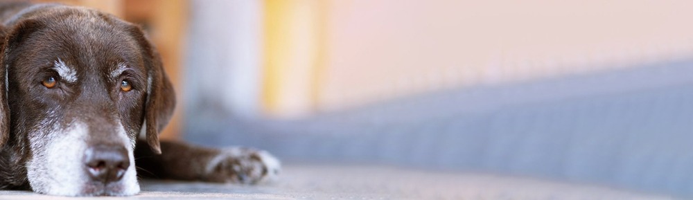 Quiet room with a dog bed and soft lighting