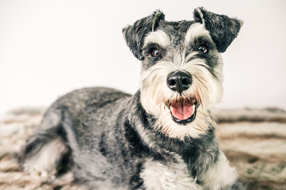 Two dogs sitting side by side
