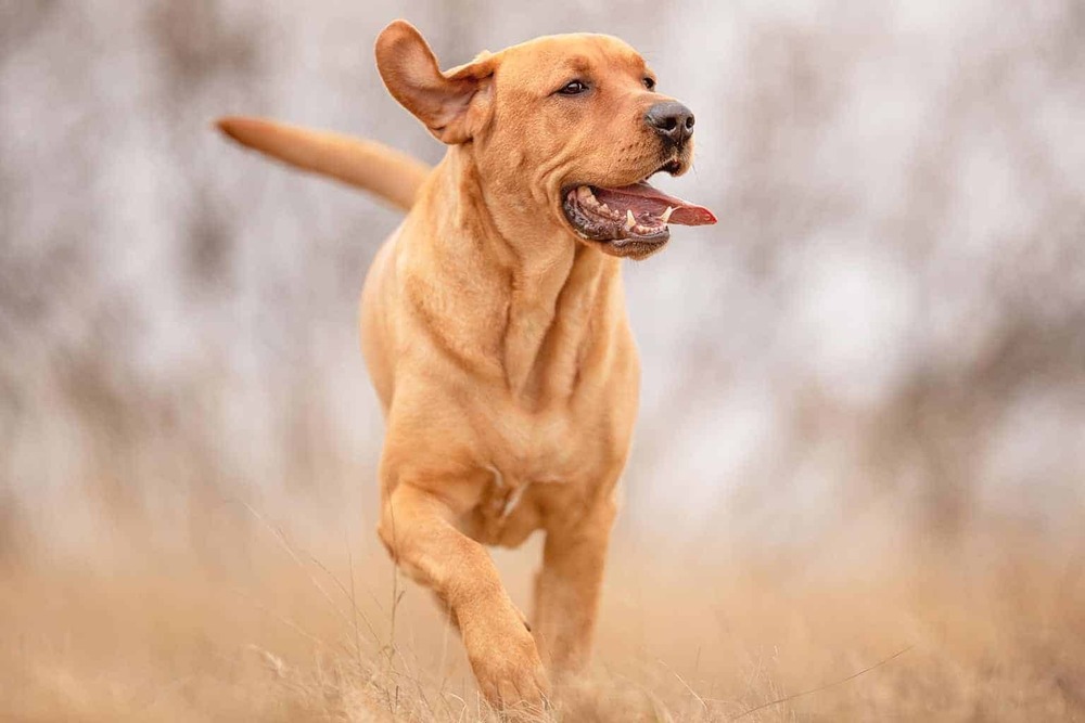 Broholmer watching attentively
