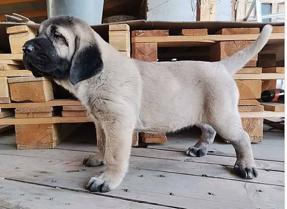 Aksaray Malaklisi standing outdoors