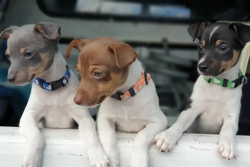Tenterfield Terrier running on grass