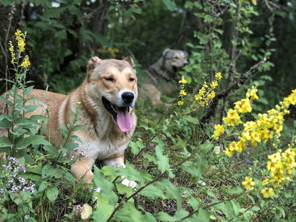 Armenian Gampr resting and watching