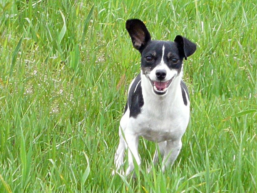 Toy Fox Terrier running outdoors