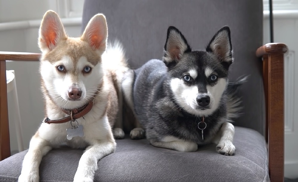 Spitz type dog standing outdoors with curled tail