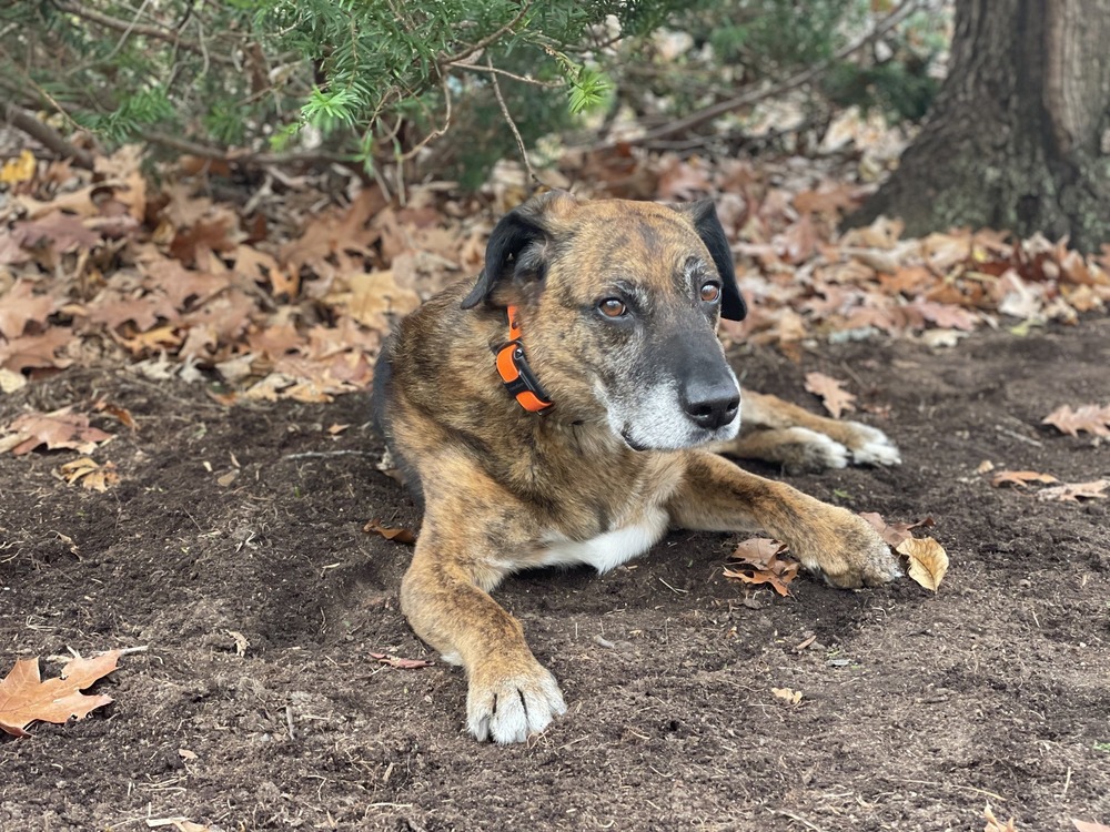 Sardinian Shepherd Dog standing outdoors