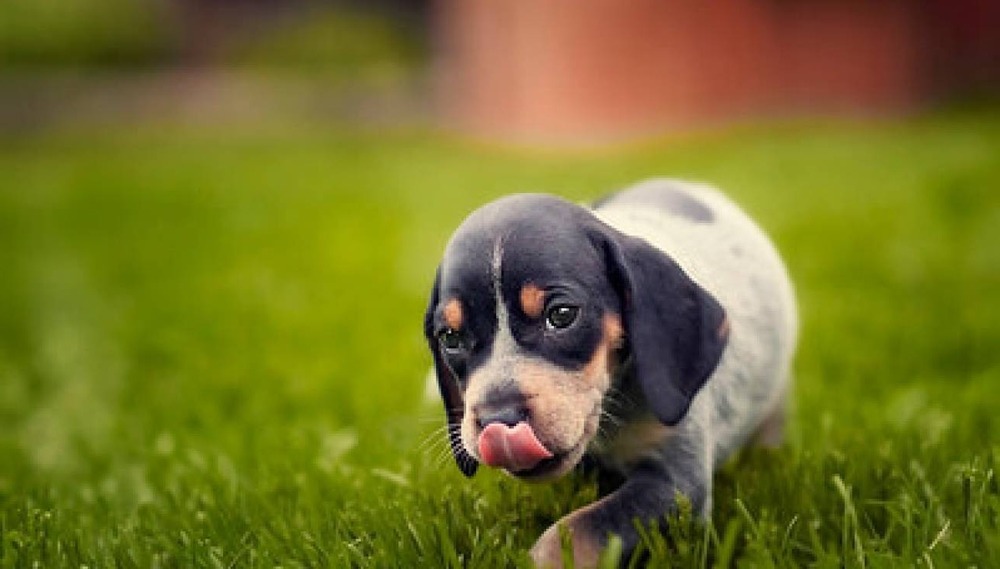 Bluetick Coonhound running in a grassy area