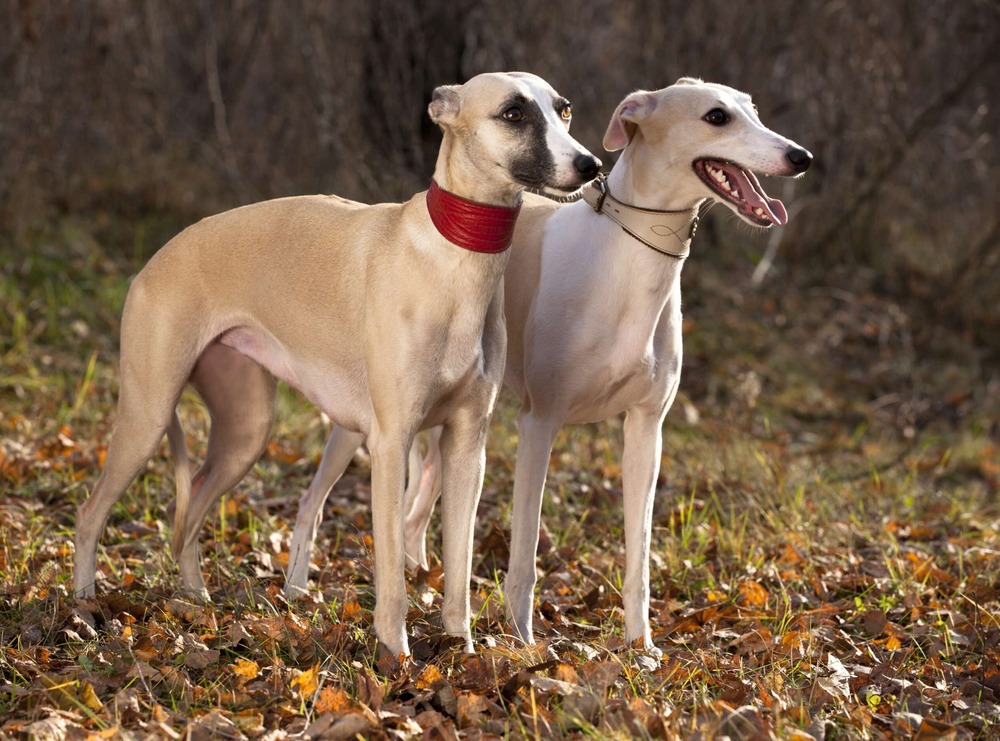 Whippet with short smooth coat outdoors