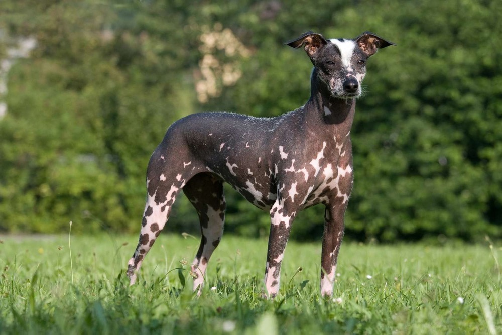 Peruvian Inca Orchid relaxing indoors