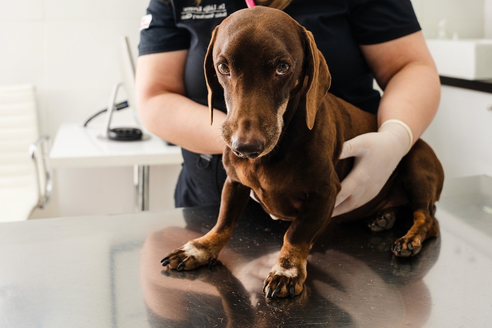 Dog resting with supportive bedding and a calm home setup