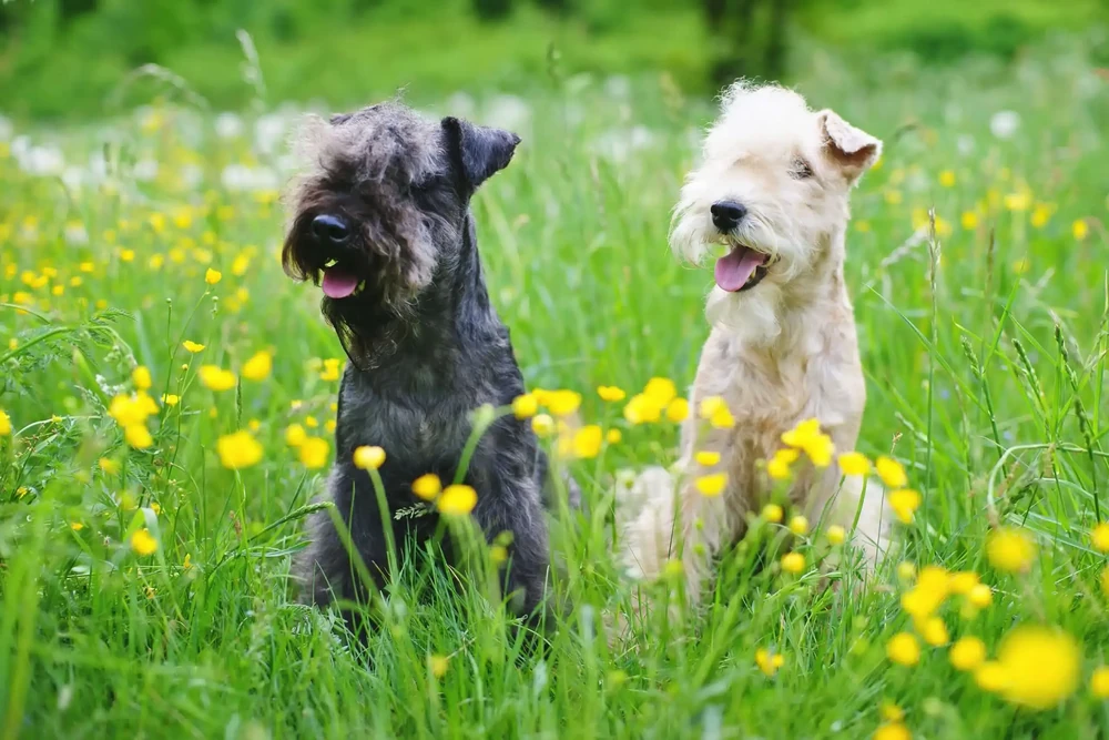 Lakeland Terrier standing in profile