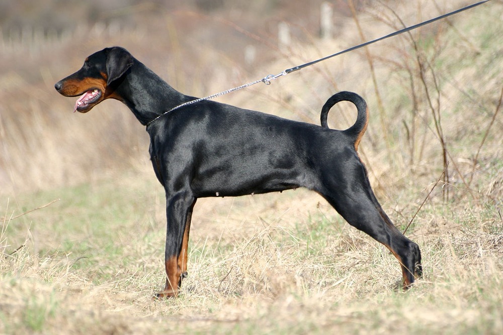 Dobermann looking attentive with handler nearby