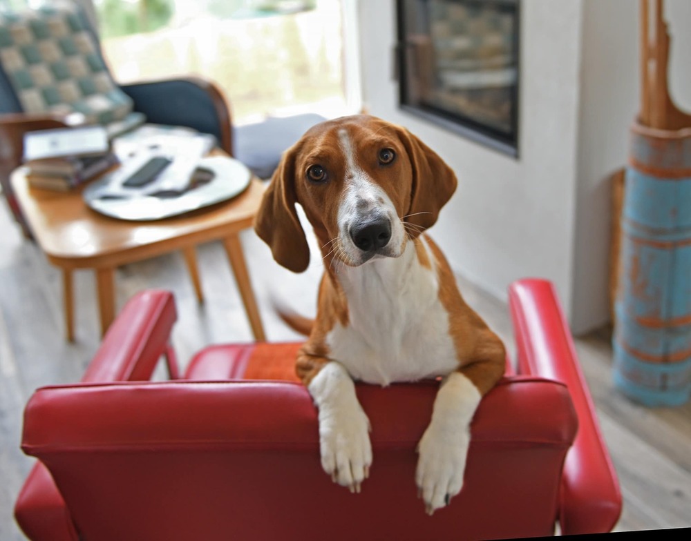 Drever resting calmly