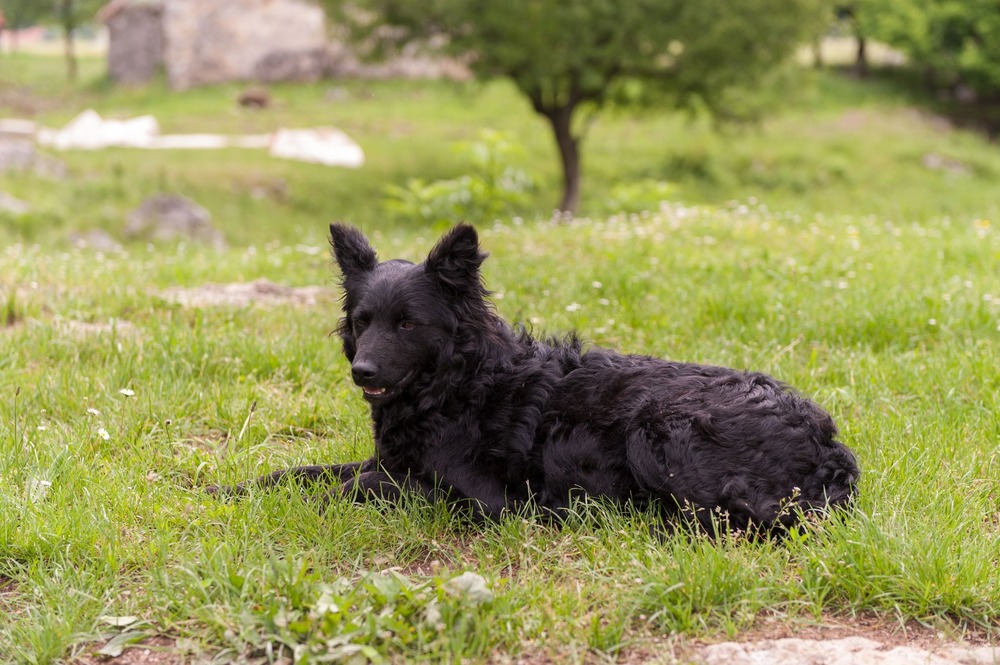Patagonian Sheepdog standing in a natural landscape