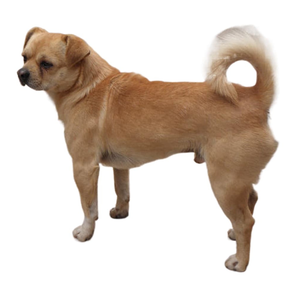 Liangshan Dog standing outdoors