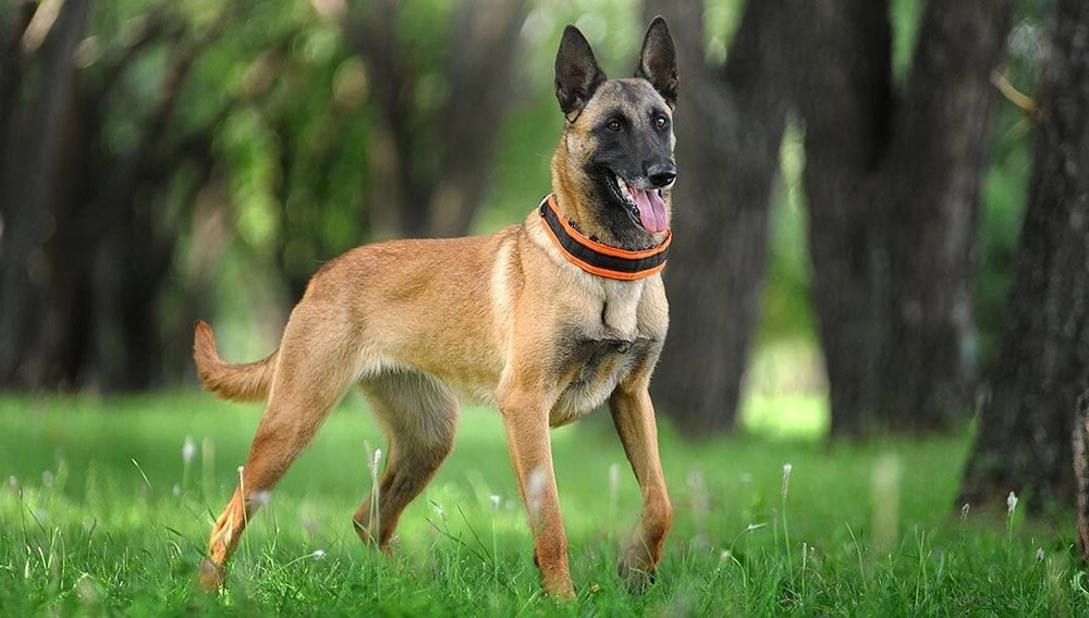 Belgian Malinois standing outdoors