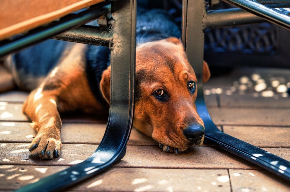 Polish Hound standing outdoors