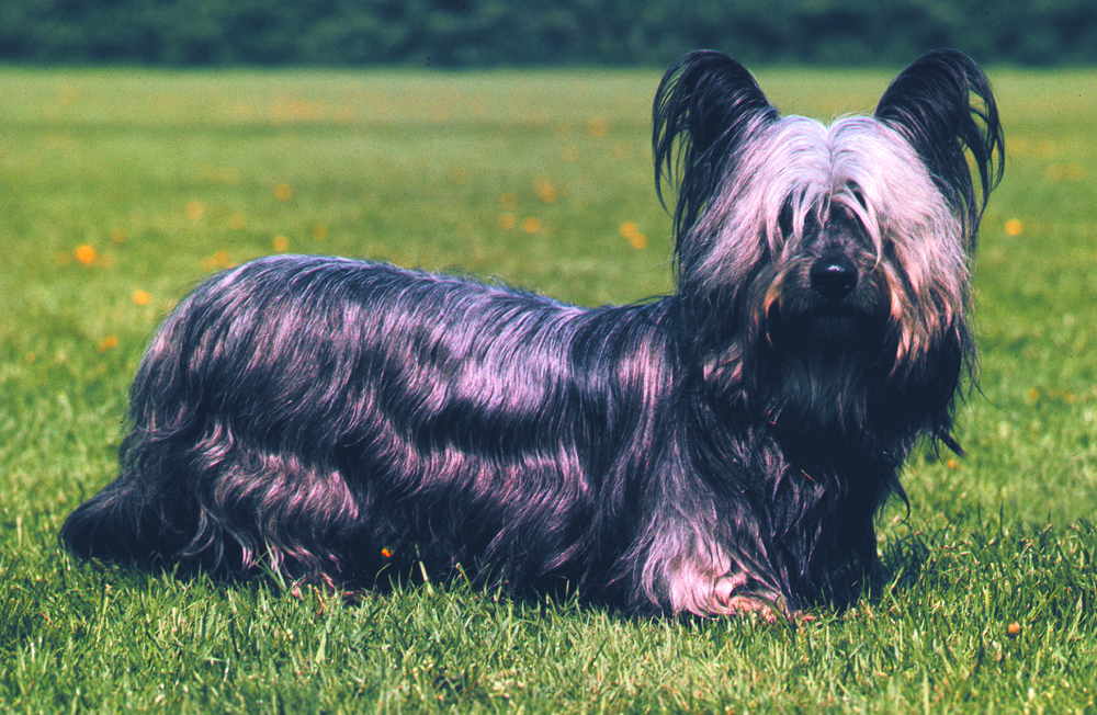 Skye Terrier sitting calmly indoors