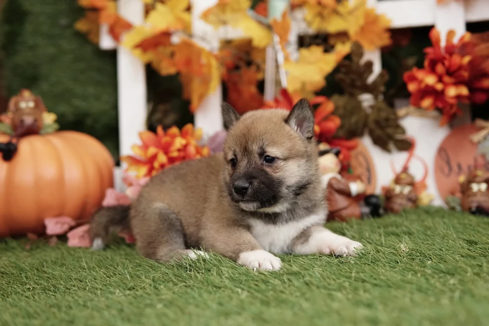 Shiba Inu sitting and watching