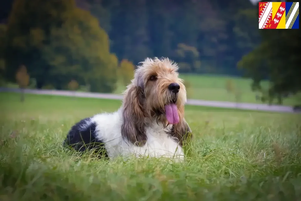 Grand Griffon Vend&eacute;en head and shoulders portrait