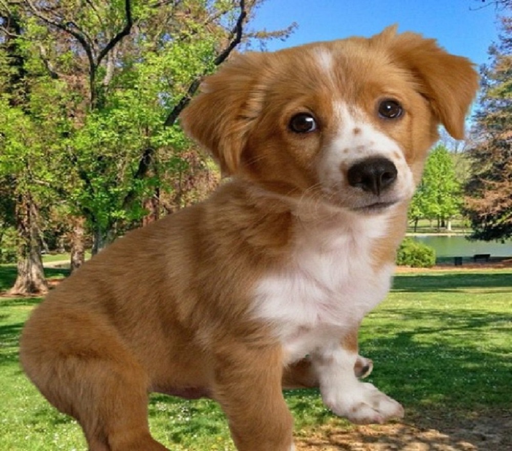 Kokoni dog sitting calmly
