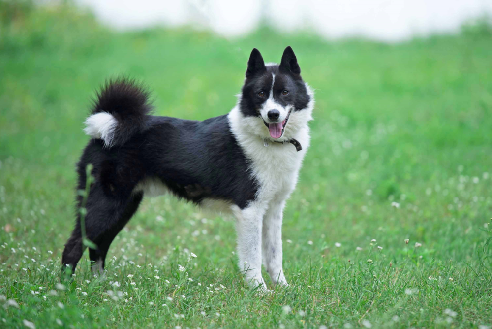 Russo-European Laika standing outdoors