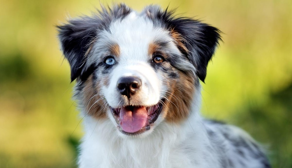 Miniature American Shepherd looking alert