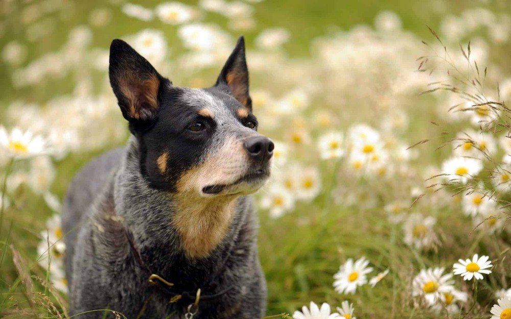 Australian Cattle Dog moving through grass