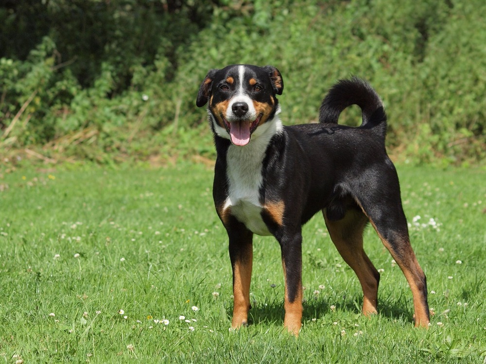 Appenzeller Sennenhund close up of coat