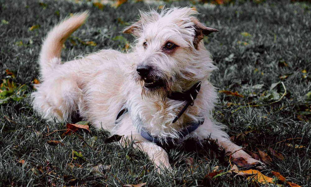 Close view of a Glen of Imaal Terrier face