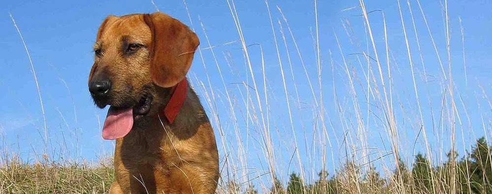 Close view of a wiry-coated hound head