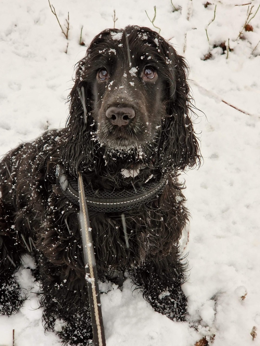 Field Spaniel lying down at home