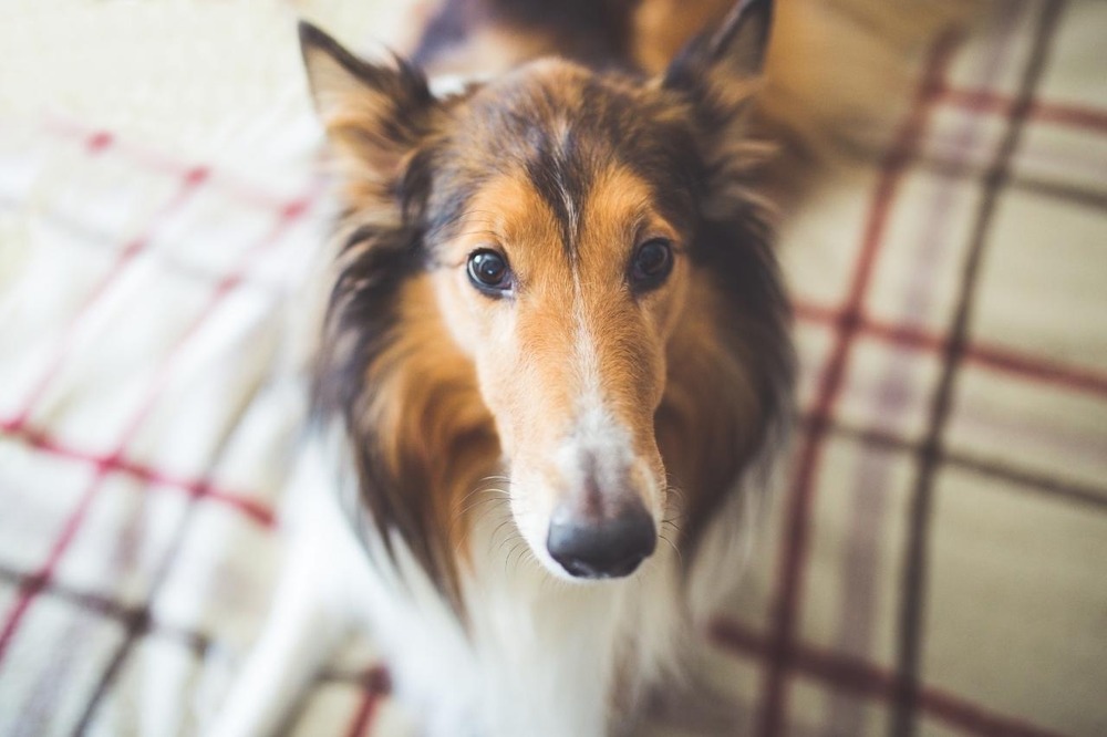 Rough Collie standing outdoors