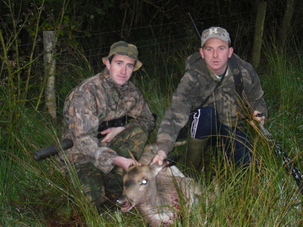 Bavarian Mountain Hound resting with alert expression