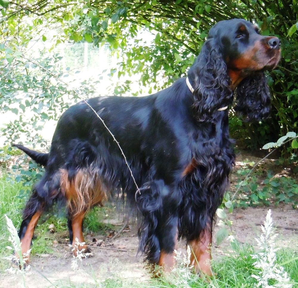 A Setter with a feathered coat and long ears