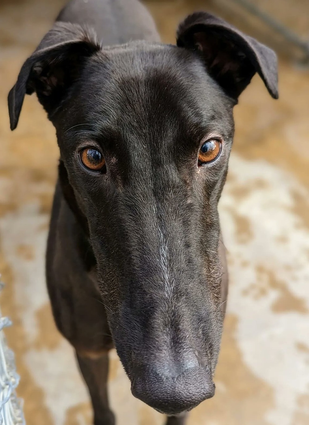 Sighthound standing in profile in natural light